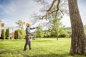 Best Tree Cabling and Bracing  in Greensboro, MD
