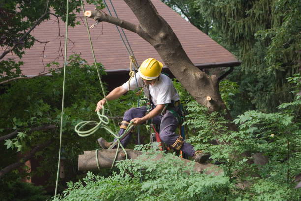 Best Tree Preservation Services  in Greensboro, MD