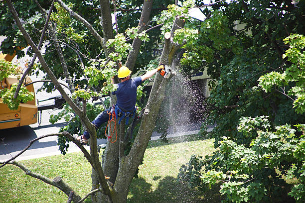 How Our Tree Care Process Works  in  Greensboro, MD
